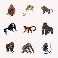 Set of different species of jungle monkey in different position