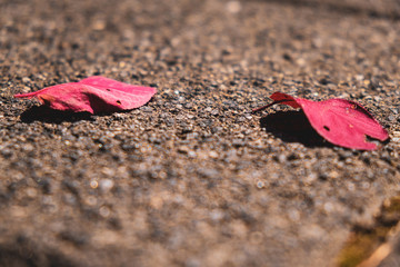 fallen red leaves on gravel