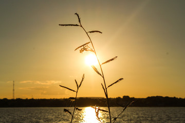 Obraz premium sunset on the field