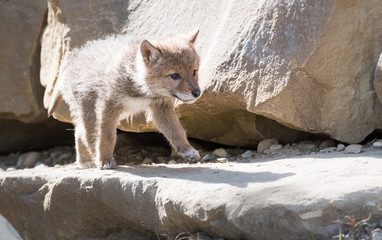 Coyote pups at the den