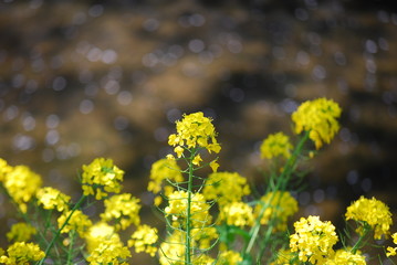 Obraz premium 菜の花