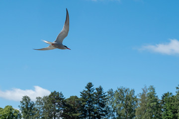 Tern flies over the sea