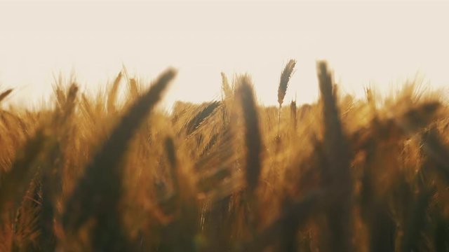 The camera is moving through multiple grains of wheat that grow up in a field on a sunny summer evening. Sun rays shine through the background.