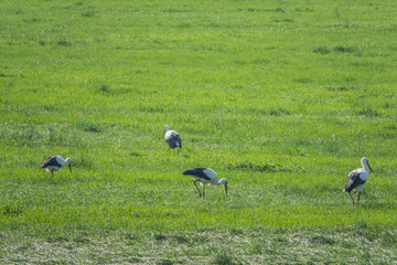 a group of storks stands on a green field and looks for food