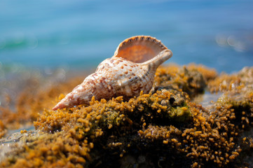 shell on the beach