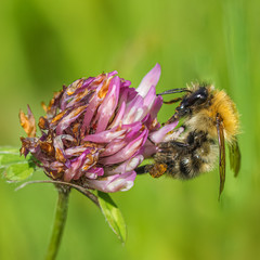 Common carder bee (Bombus pascuorum)  collecting nectar pollen from a clover flower