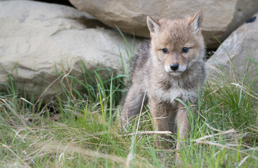 Coyote pups at the den