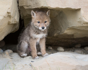 Coyote pups at the den - 282529508