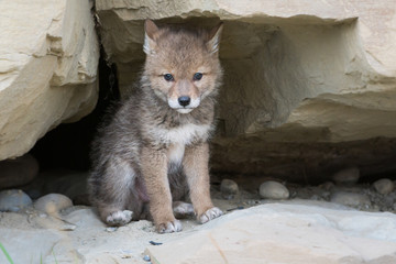 Coyote pups at the den