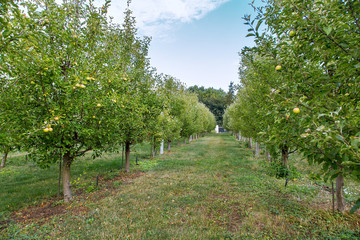 apple garden with trees growing in rows surrounded by green grass, apple orchard.