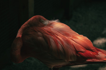 Flamingo sleeping