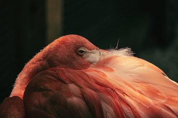 Flamingo sleeping