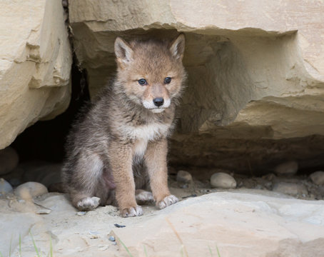 Coyote pups at the den