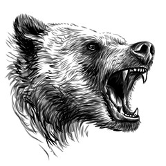 Bear. Sketchy portrait of a angry bear a white background.