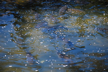花びら