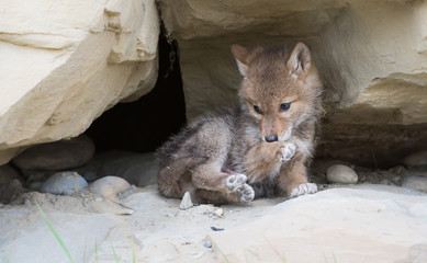 Coyote pups at the den