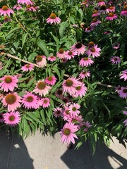 flowers in garden