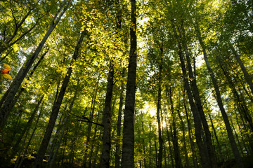 Obraz premium autumn leaves reflecting in water
