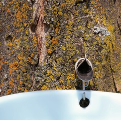 Looking up into metal maple syrup tapping spile in tree with sap dripping into plastic pail with...