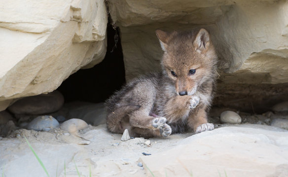 Coyote pups at the den