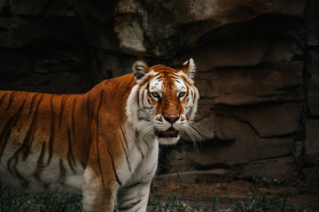 Tiger standing up on rock