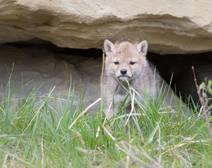 Coyote pups at the den