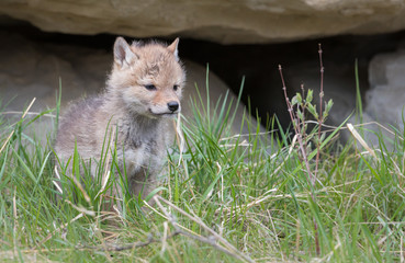 Coyote pups at the den