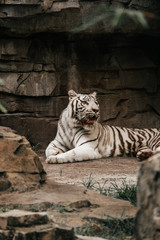 White tiger laid down