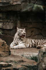 White tiger laid down