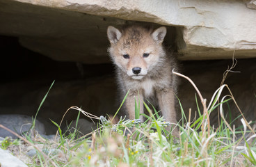 Coyote pups at the den