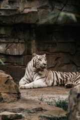 White tiger laid down