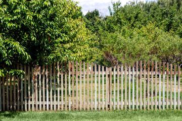 Fototapeta na wymiar fruit garden with trees behind a wooden fence from planks on a sunny summer day.