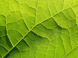 Close up of veins of green leaf