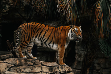 Fototapeta na wymiar Tiger standing up on rock