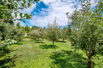 Fototapeta na wymiar apple garden on a sunny summer day with white clouds on the sky and a green meadow near the tree crowns.