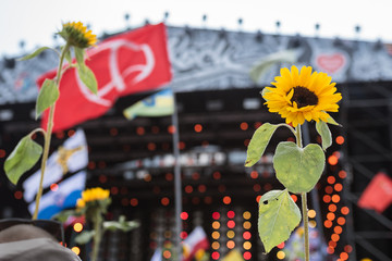 Sunflowers with the music stage in the background - obrazy, fototapety, plakaty