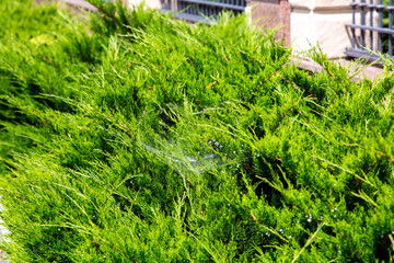 thuja bush with spider web closeup of an evergreen plant on a sunny day.