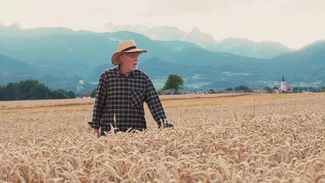A stabilized shot of an older farmer walking down the wheat fields in the summer evening. He observes and controls the growth of the plants. Eco bio food is grown with care.