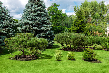 garden with green lawn and pine trees cultivated by mulching with tree bark.