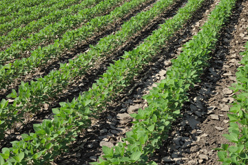 Agriculture, soybean plant in field