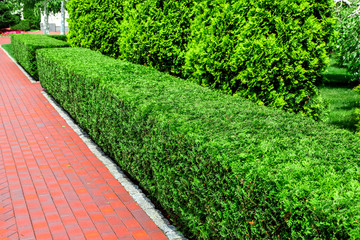 hedge of sheared square thuja bushes along the red pedestrian sidewalk in the backyard garden on a sunny summer day.