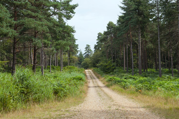 Walking path between pine trees, fern in a forest .