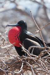 Male Great Frigatebird (Fregata minor) displaying on North Seymour, Galapagos Islands, Ecuador.