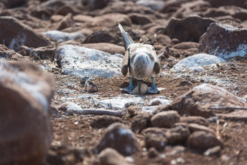 Blue footed booby with egg, North Seymour, Galapagos Islands, Ecuador.