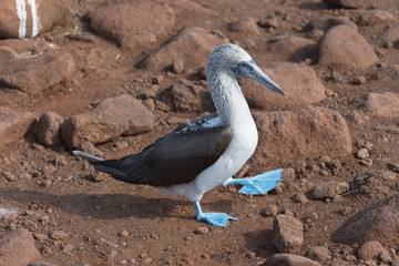 Blue footed booby, North Seymour, Galapagos Island, Ecuador.