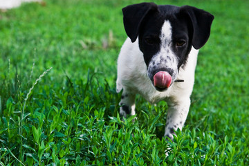 Fototapeta premium The dog plays with the owner on the green lawn