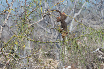 Galapagos Land Iguana climbing and eating on tree, North Seymour, Galapagos Islands, Ecuador, South America.
