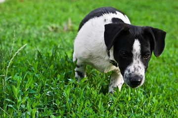 Playing dog running around the lawn