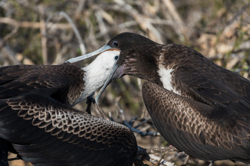A female great Frigatebird feeds her chick on North Seymour Island, Galapagos Island, Ecuador.
