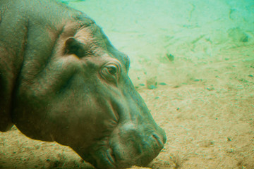 Hippo swimming